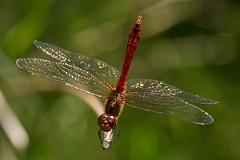 David Plant Photography - Wildlife Photography - Ruddy darter - L
